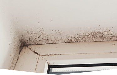 Mould In Ceiling in South East Queensland